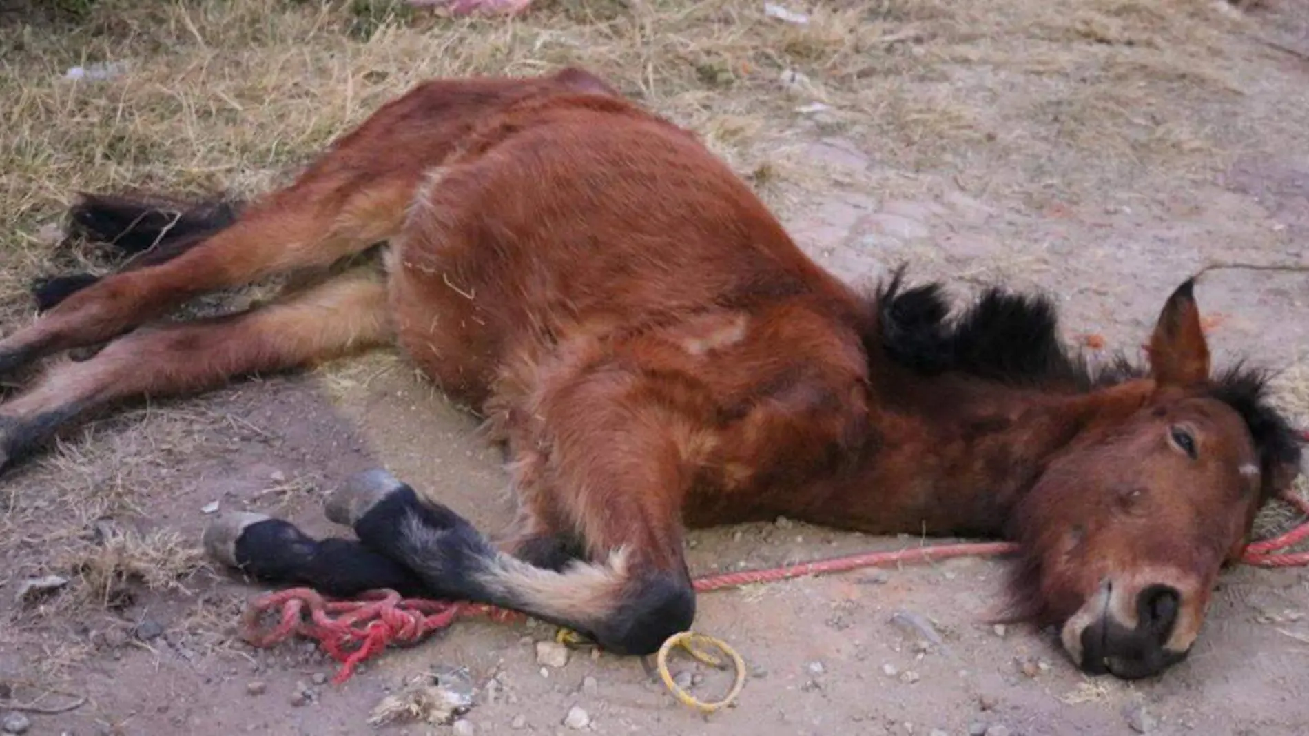 La tarde del jueves se hizo viral el video de lo que parecía un caballo que era golpeado con un palo y patadas por un hombre en plena vía pública